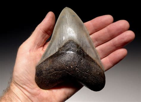 fossil sharks teeth for sale|authentic megalodon teeth for sale.